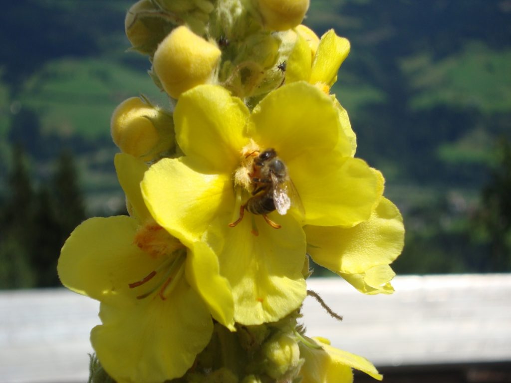 Königskerze mit Biene