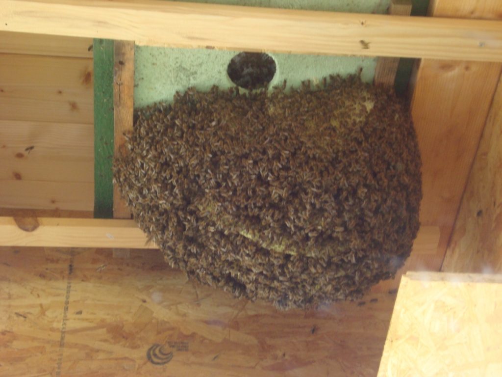 freihängender Bienenschwarm